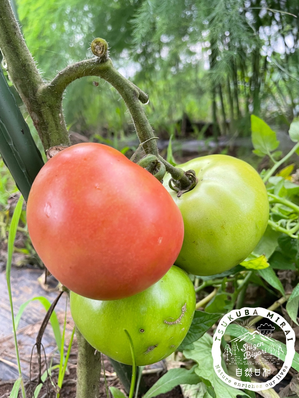 21年7月10 11日ご提供できるお野菜 自然日和 Shizenbiyori